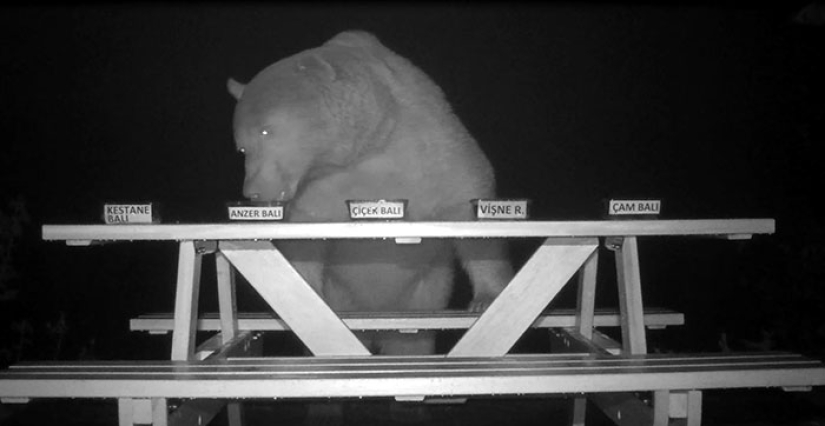 A Turkish farmer has attracted bears thieves to tasting honey and not lost