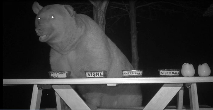 A Turkish farmer has attracted bears thieves to tasting honey and not lost