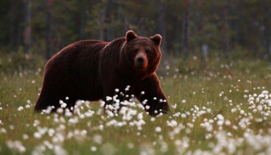 A Turkish farmer has attracted bears thieves to tasting honey and not lost