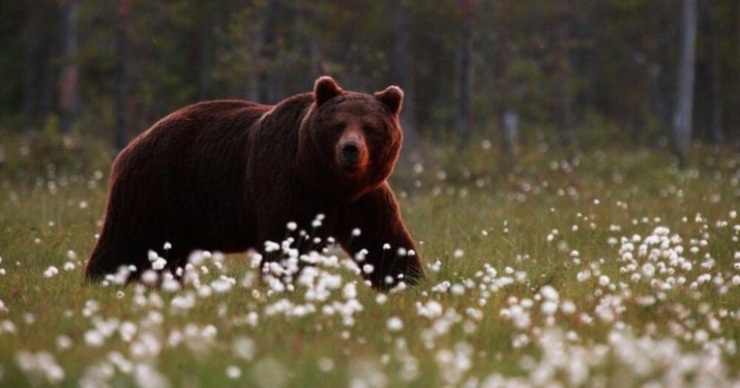 A Turkish farmer has attracted bears thieves to tasting honey and not