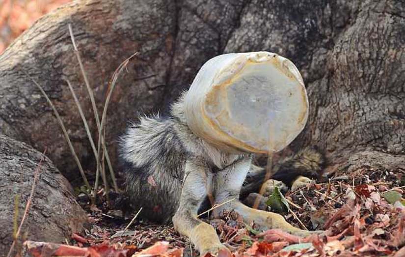 A wolf with a plastic bottle on his head: a photographer's random shot saved the animal from a painful death
