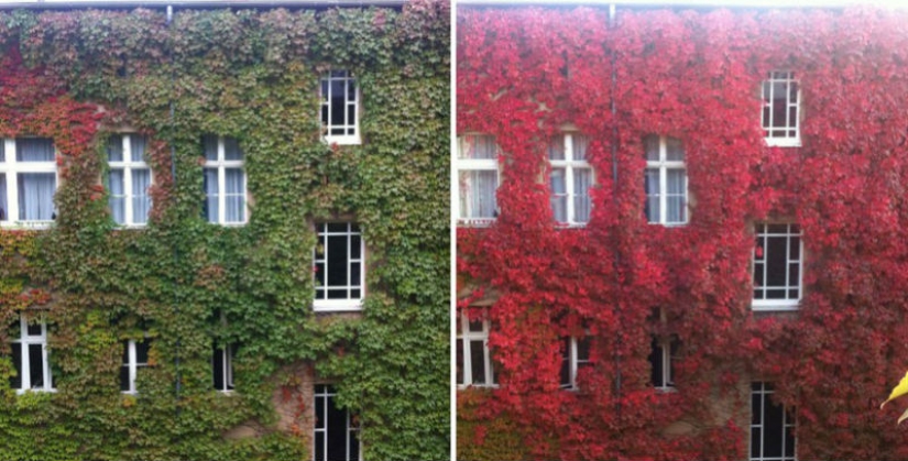 A wonderful dozen amazingly beautiful autumn transformations