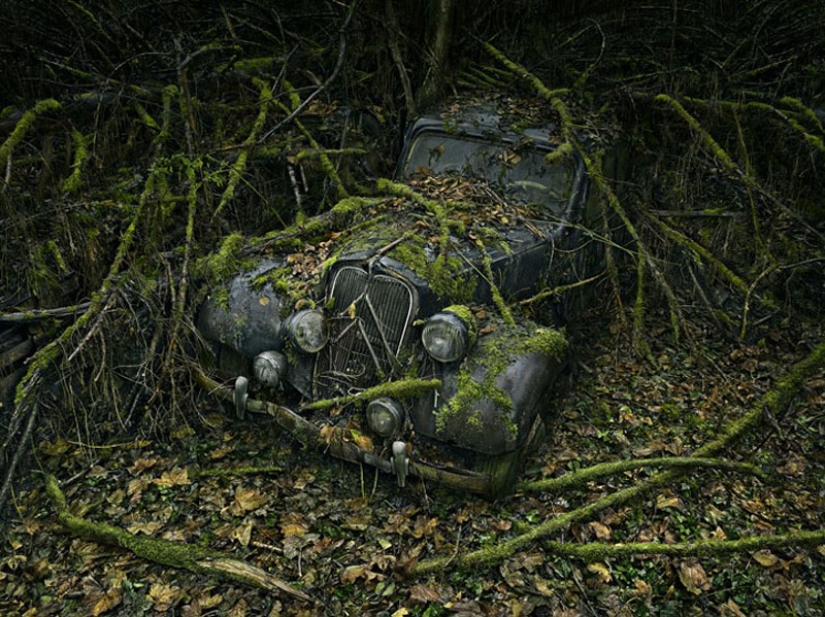 Abandoned cars in the arms of nature