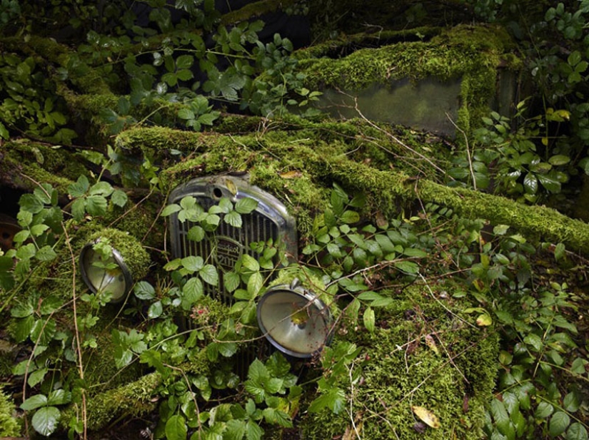 Abandoned cars in the arms of nature