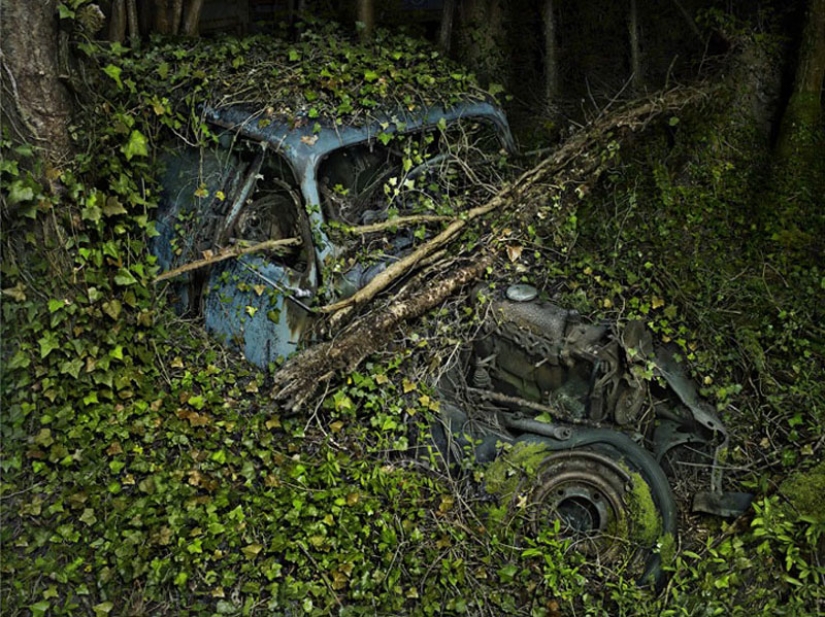 Abandoned cars in the arms of nature