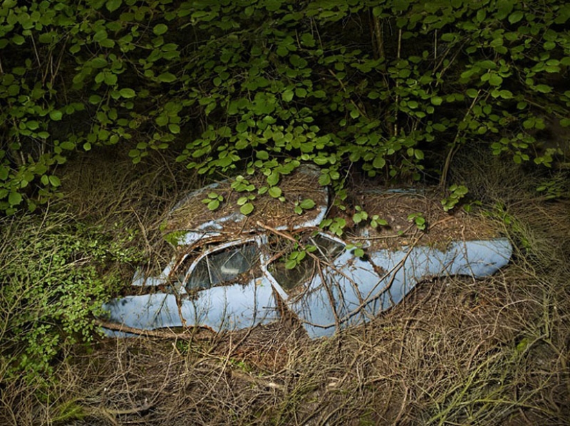Abandoned cars in the arms of nature