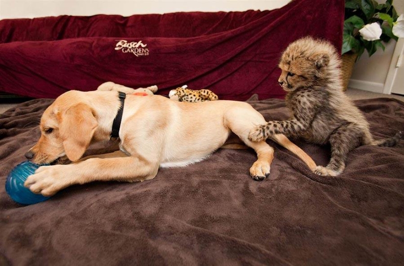 About the friendship of cats with dogs