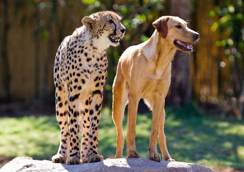 About the friendship of cats with dogs