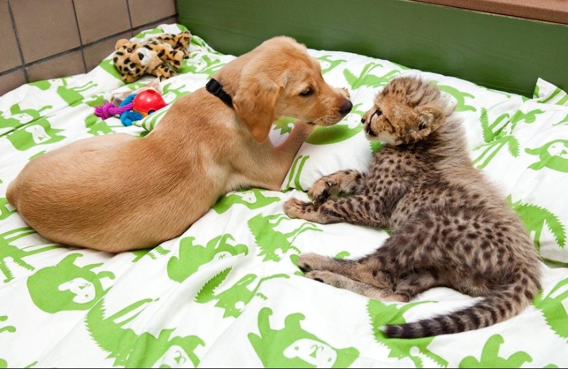 About the friendship of cats with dogs