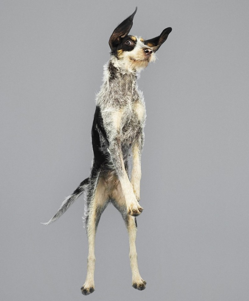 Adorable flying dogs