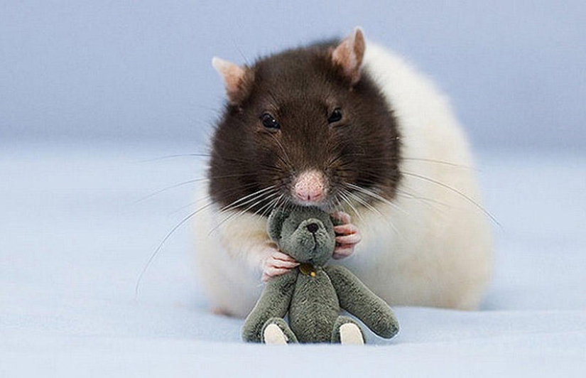 Adorable rats with teddy bears