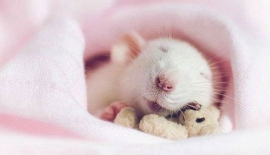 Adorable rats with teddy bears