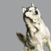 Adorables perros voladores