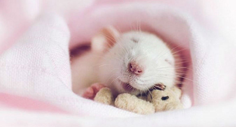 Adorables ratas con osos de peluche