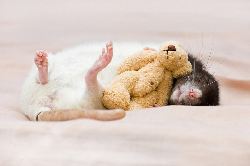 Adorables ratas con osos de peluche