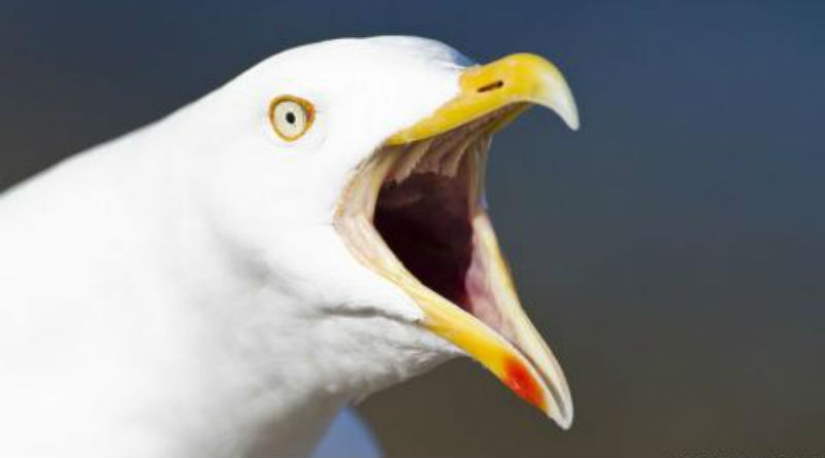 After 17 years, the hotel forgave the guest in whose room the voracious seagulls staged a pogrom