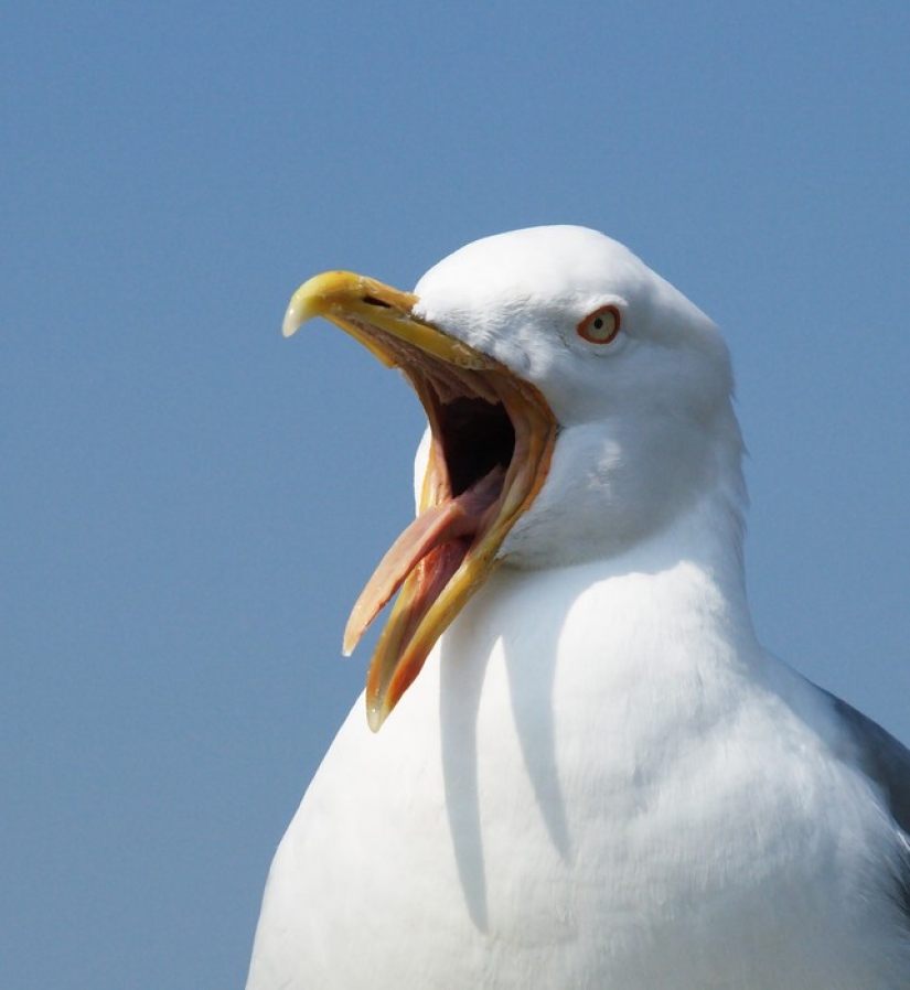After 17 years, the hotel forgave the guest in whose room the voracious seagulls staged a pogrom