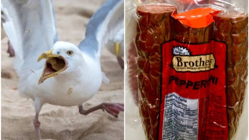 After 17 years, the hotel forgave the guest in whose room the voracious seagulls staged a pogrom