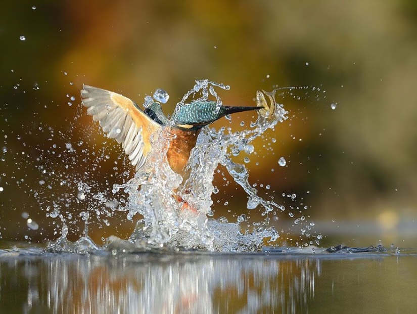 After 6 years and 720 thousand attempts, the photographer took the perfect picture of the kingfisher