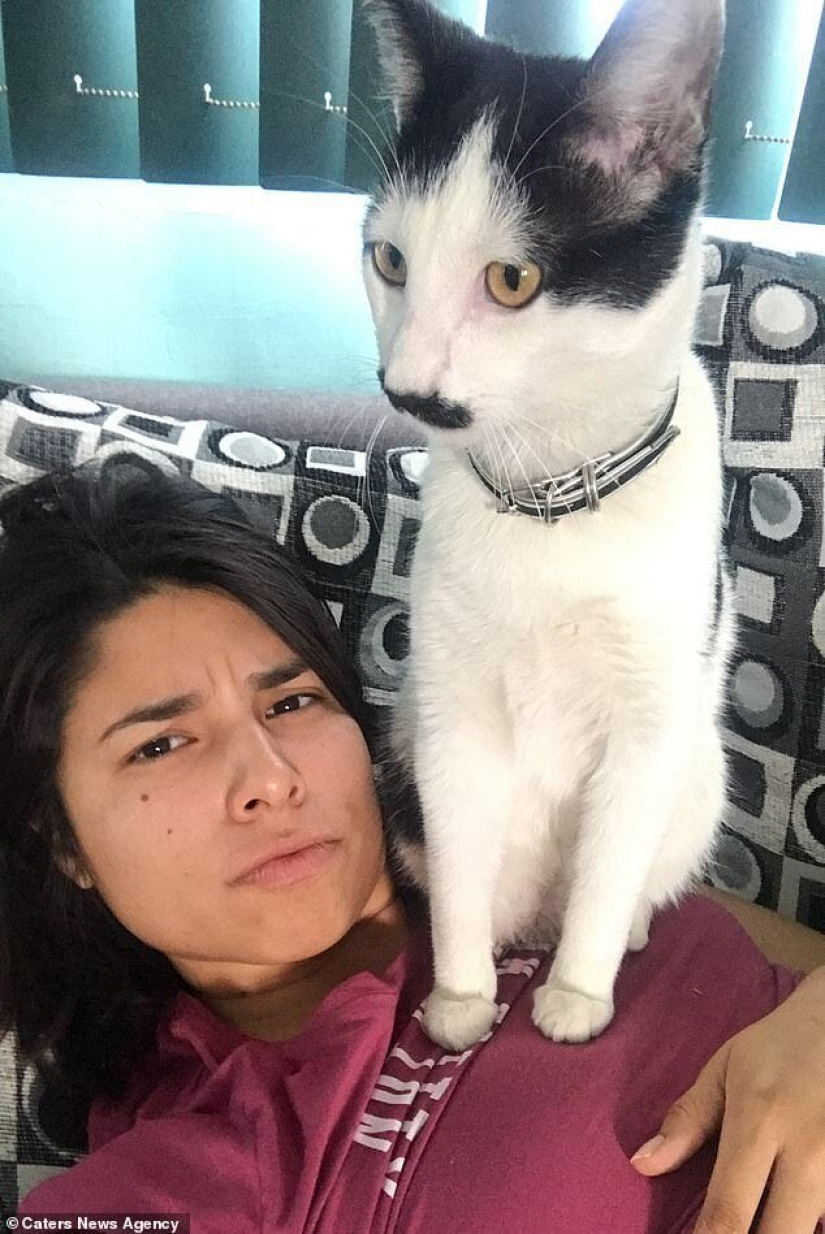 Alberto, el gato con un "bigote" inusual, roba los corazones de los gatitos mexicanos