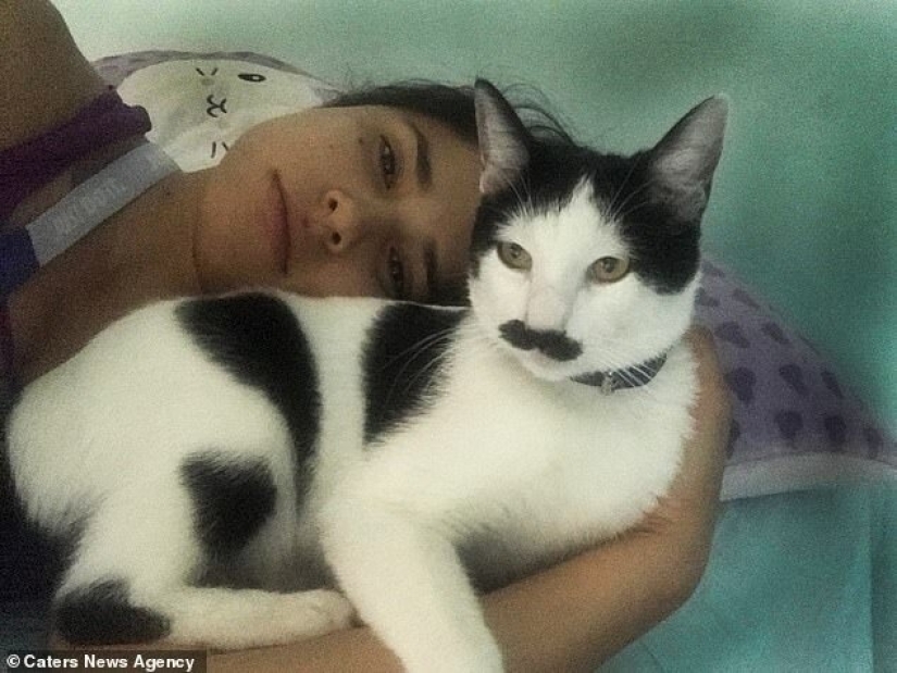 Alberto, el gato con un "bigote" inusual, roba los corazones de los gatitos mexicanos
