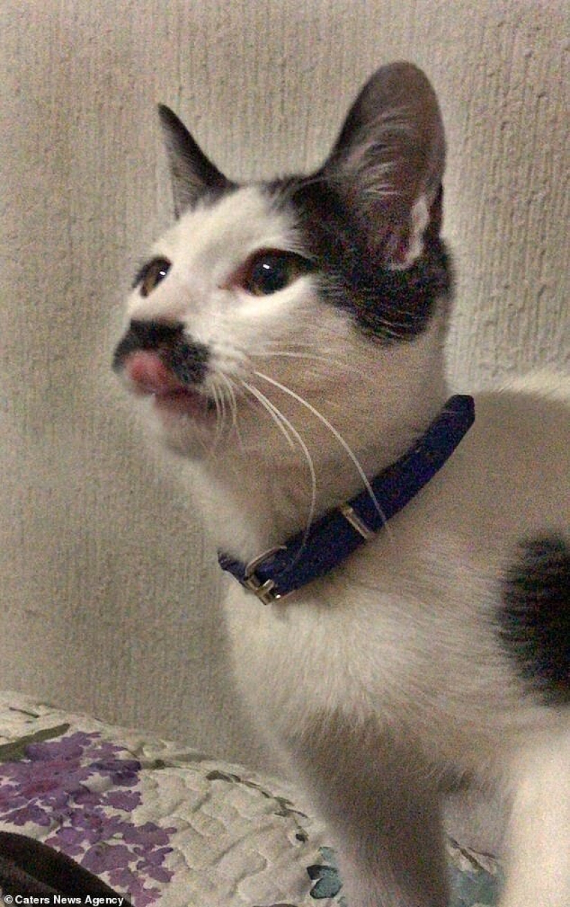 Alberto the cat with an unusual "mustache" steals the hearts of Mexican kitties
