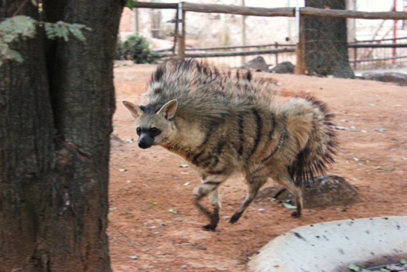 ¿Alguna vez has visto lobos terrestres viviendo en madrigueras? Y lo son