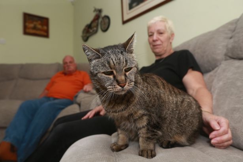 All 9 lives lived: the oldest cat on the planet died at the age of 32