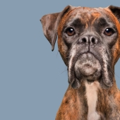 All emotions on the muzzle: a project about dogs, the one and only