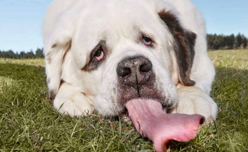 "All the goodies are mine": the dog with the longest tongue in the world