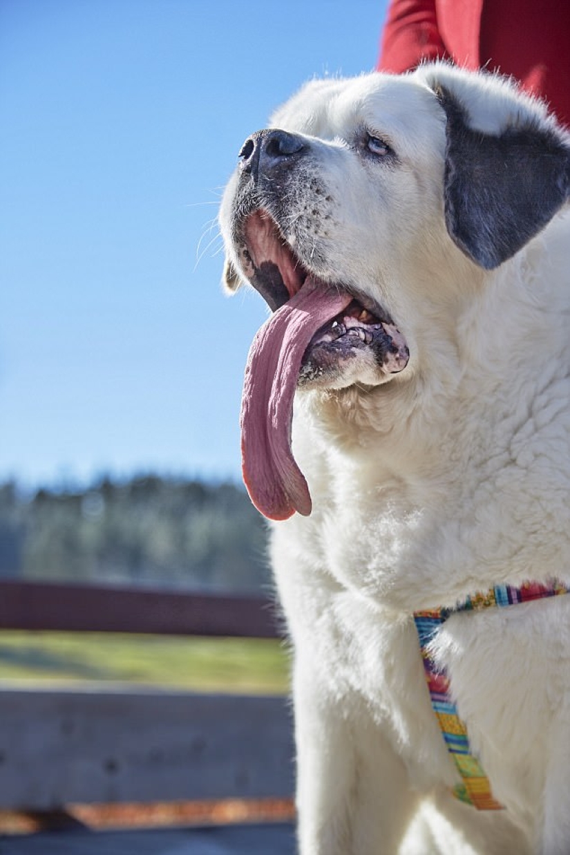 "All the goodies are mine": the dog with the longest tongue in the world