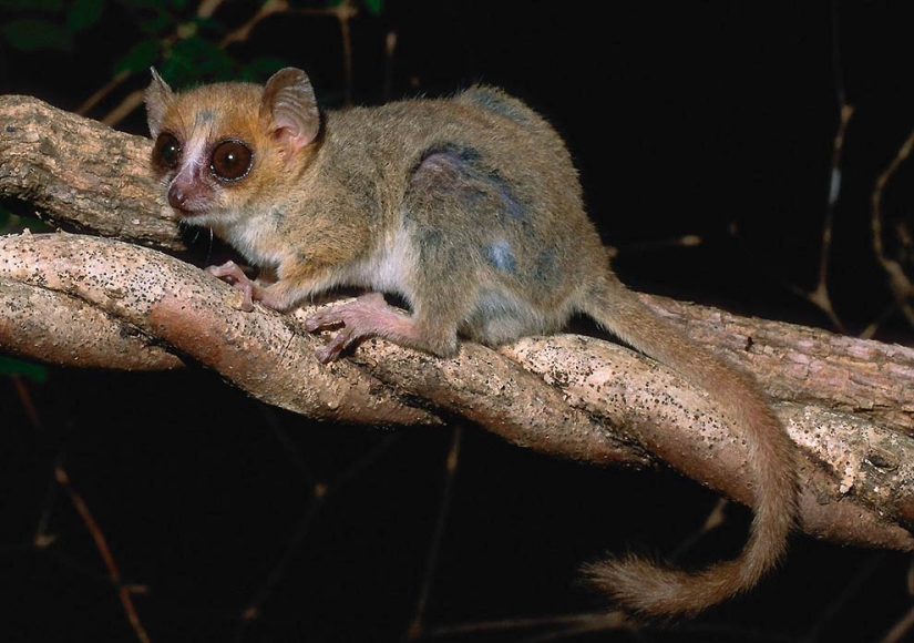 Amazing creatures of Madagascar