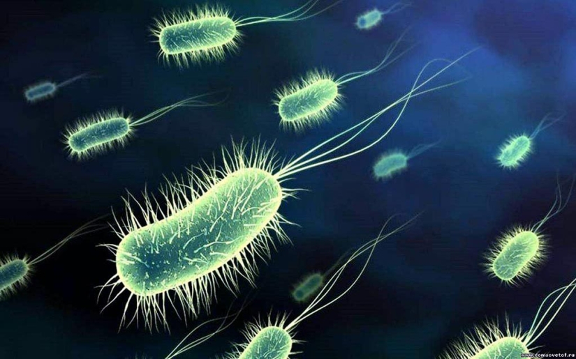 Amazing facts about the habitats of insidious viruses and bacteria