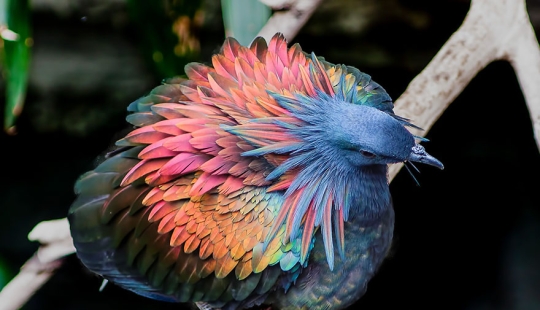 Amazing outdoor sauna - the largest in the world