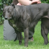 Amazing Wendy is a dog with a body like Schwarzenegger