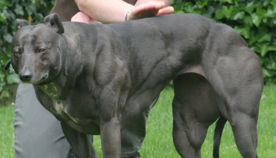 Amazing Wendy is a dog with a body like Schwarzenegger