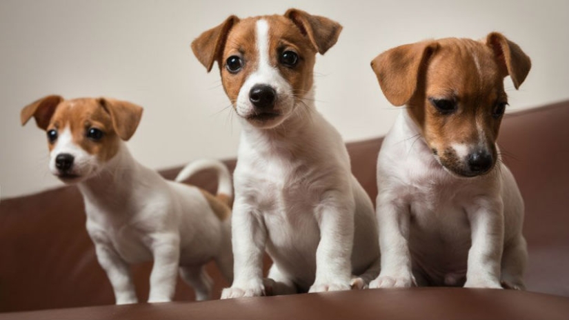 American scientists have found the age at which puppies are the most affection