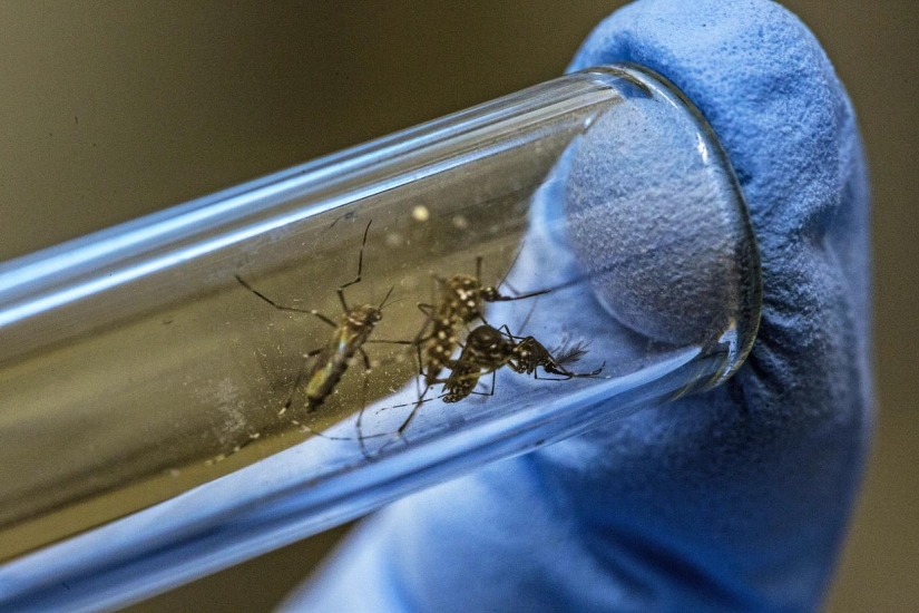 Americans will release 2 billion genetically modified mosquitoes