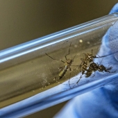 Americans will release 2 billion genetically modified mosquitoes