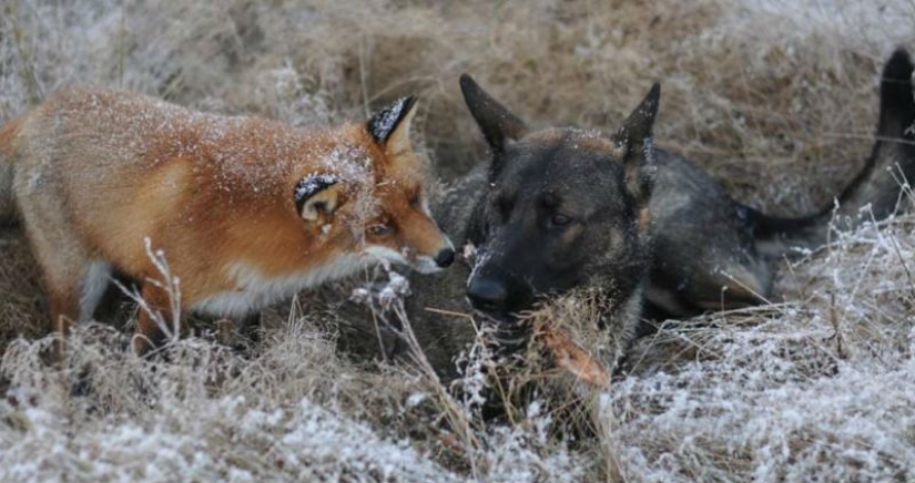 Amistad imposible: un zorro y un perro de caza