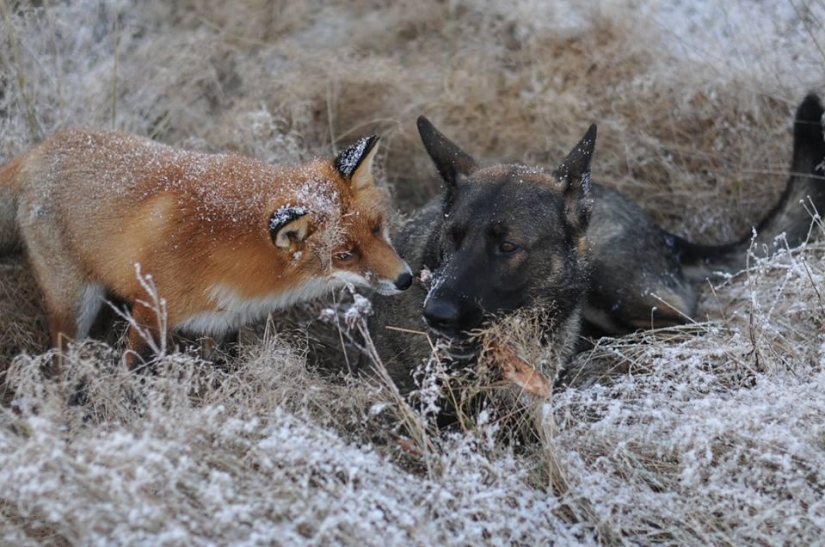 Amistad imposible: un zorro y un perro de caza