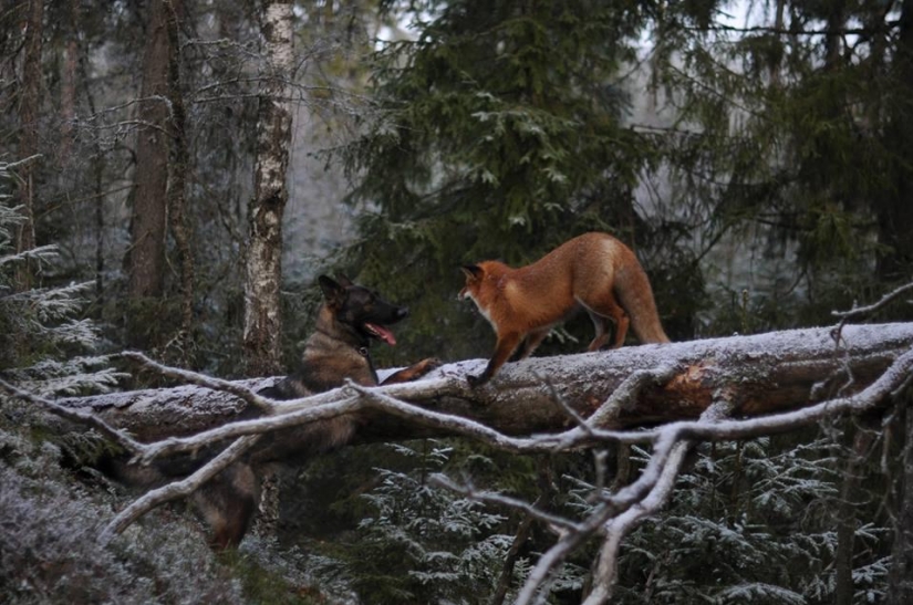 Amistad imposible: un zorro y un perro de caza