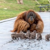 Amistad inusual de monos con bebés nutria