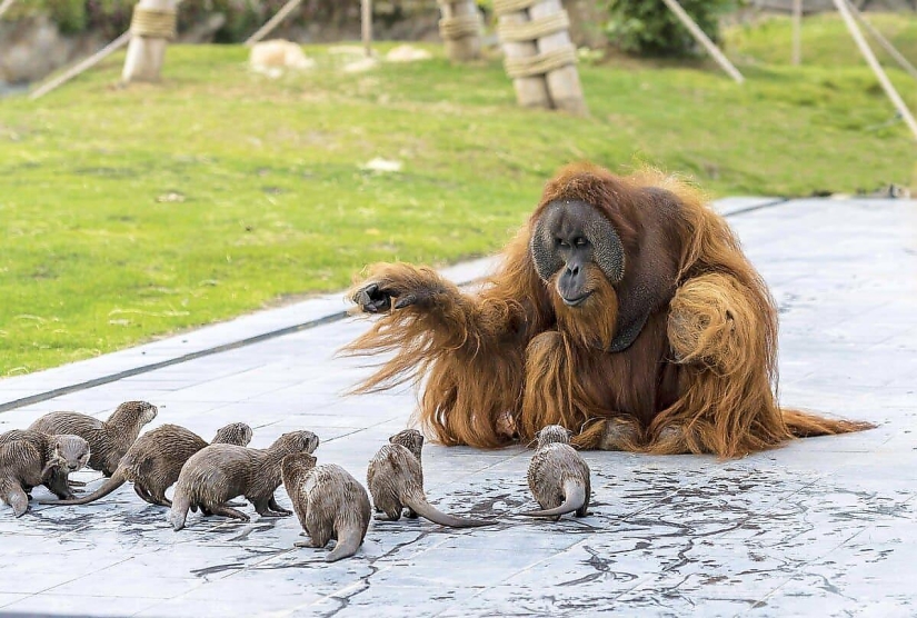 Amistad inusual de monos con bebés nutria