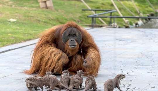 Amistad inusual de monos con bebés nutria