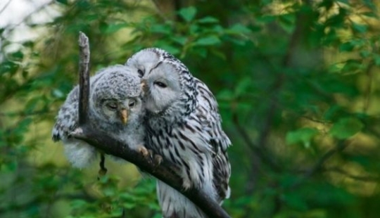 Amor animal que derretirá hasta el corazón más frío