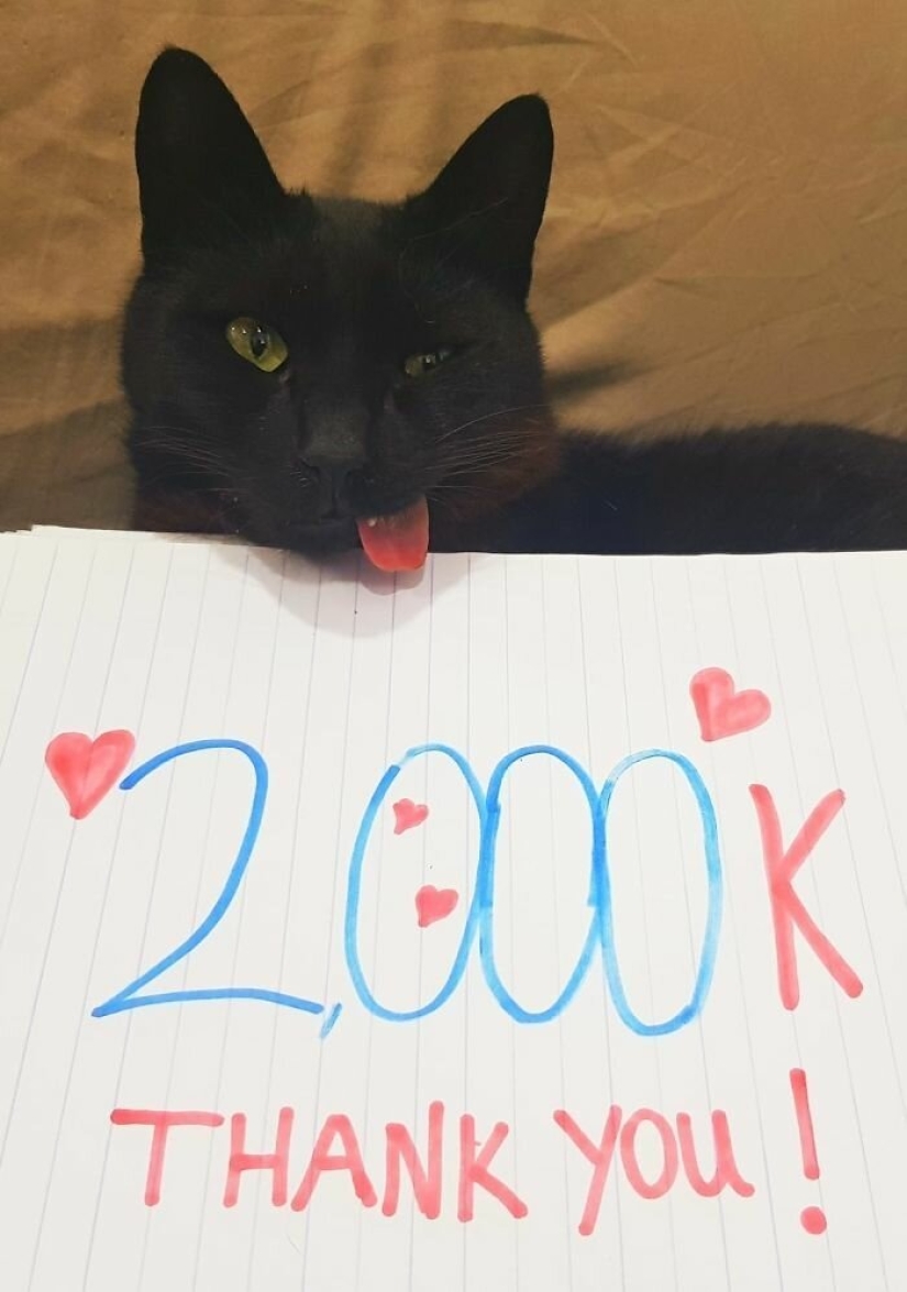 Amor esponjoso: cómo el gato rescatado Tzimes con la lengua colgando encontró una familia