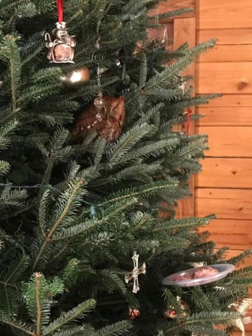An American family bought a Christmas tree for themselves with a little surprise