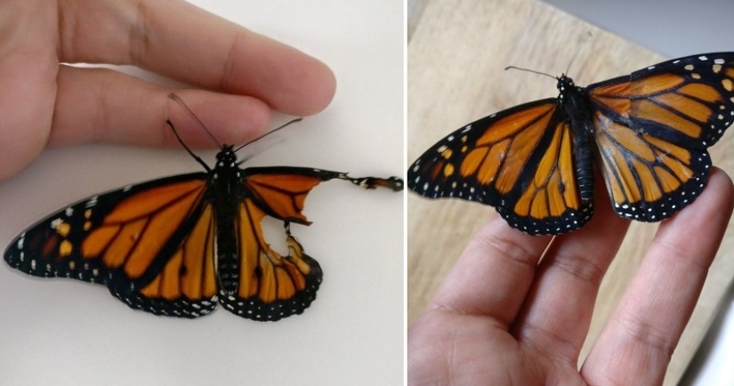 An American fashion designer performed a wing transplant operation on a live butterfly