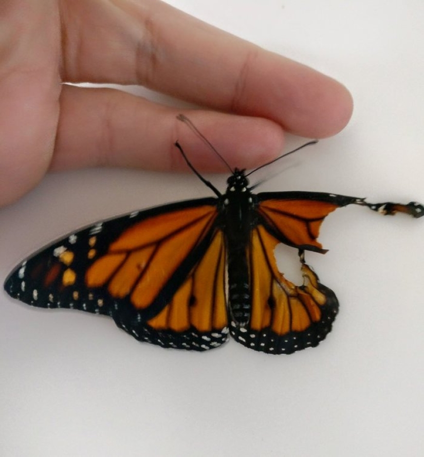 An American fashion designer performed a wing transplant operation on a live butterfly